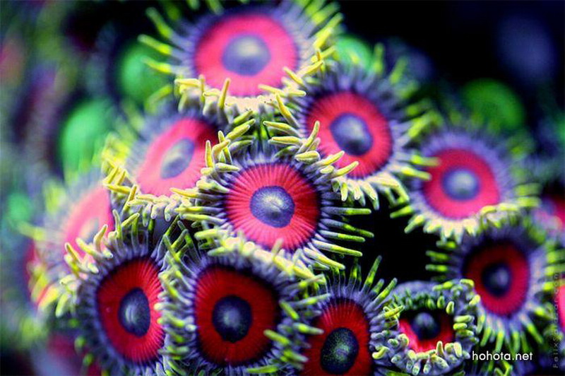 Коралловые рифы в ультрафиолете
