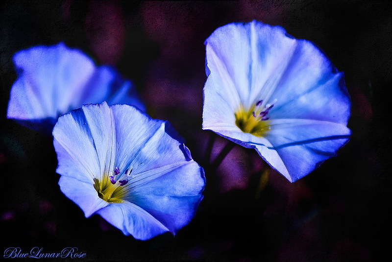 Наш мир в фотографиях