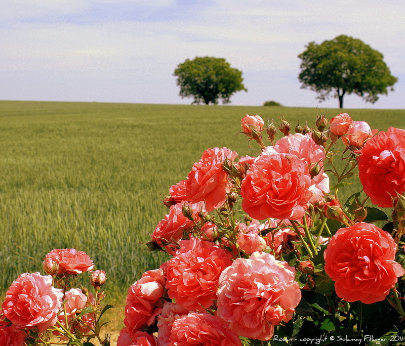 Наш мир в фотографиях