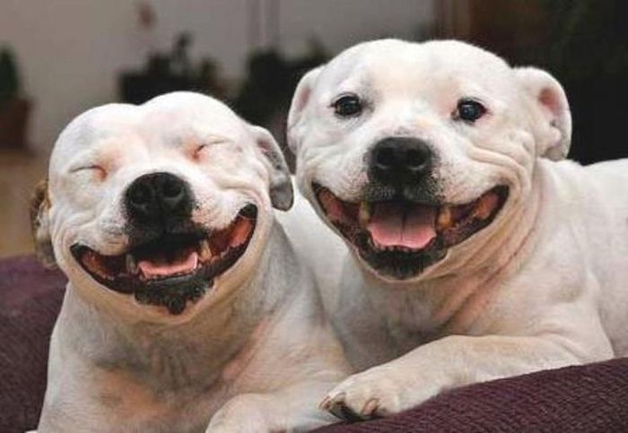 Собачки улыбаются