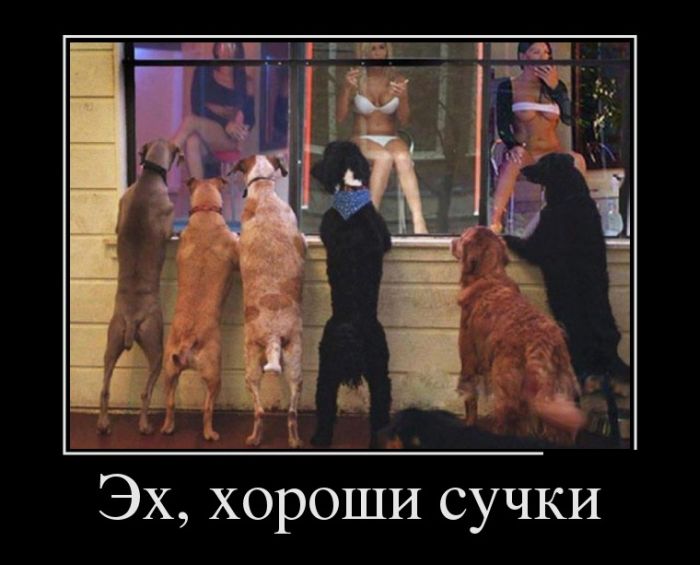 Демотиваторы 586