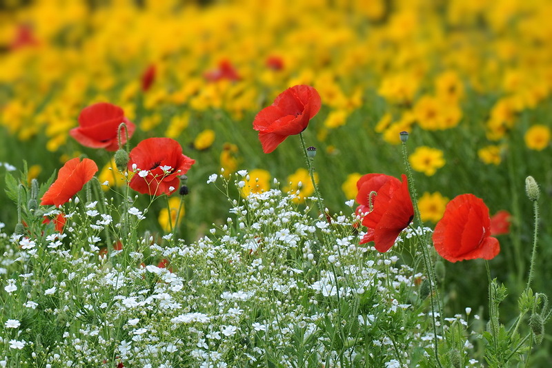 Наш мир в фотографиях