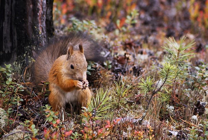 Наш мир в фотографиях