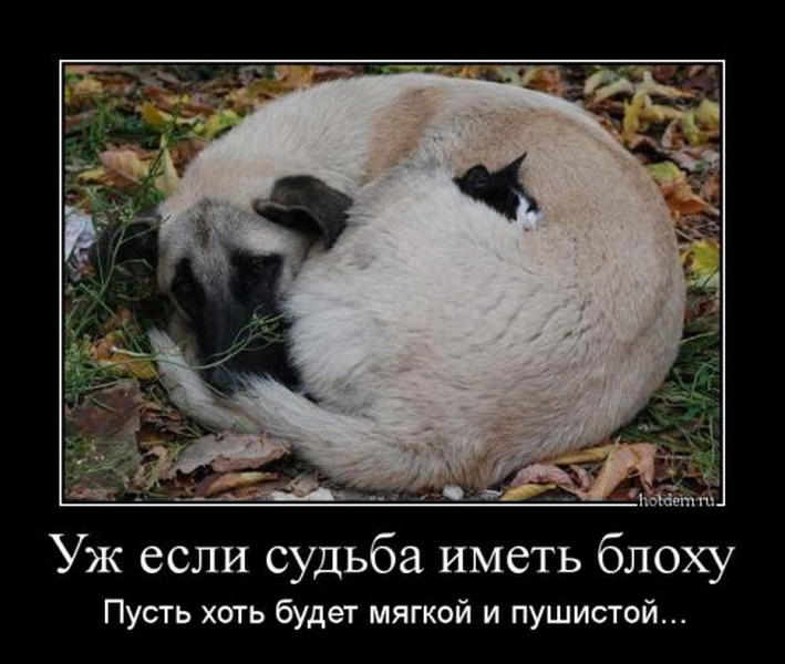 Демотиваторы 727