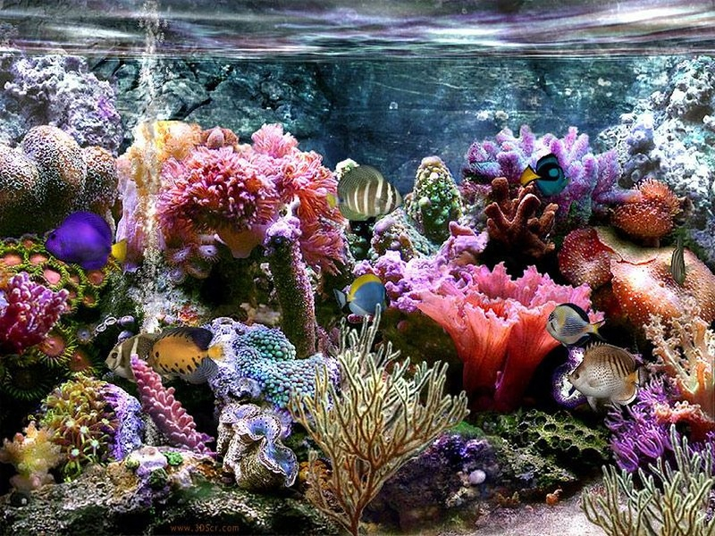 Цветы моря