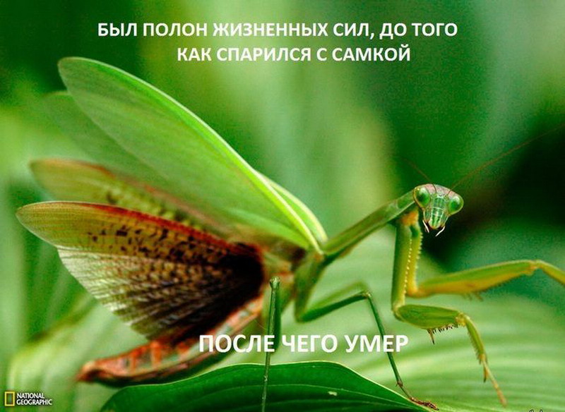 Во всем виноваты женщины