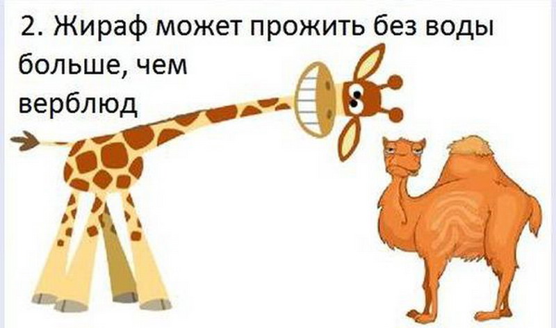 Факты с картинками